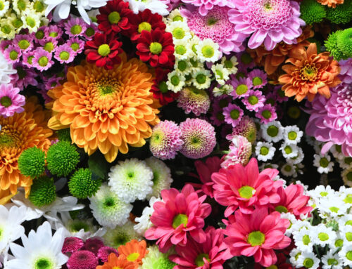 Stop and Smell the Roses